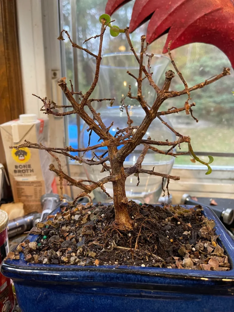 comment savoir si mon bonsai est mort