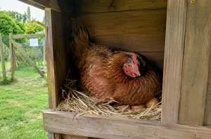 Poule installée dans un pondoir et qui couve depuis plusieurs semaines